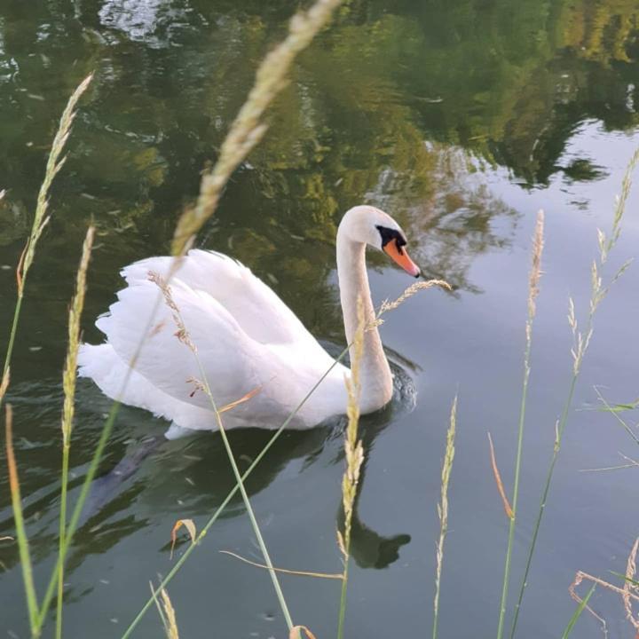 De Vliegende Vlinder Panzió Nederweert Kültér fotó