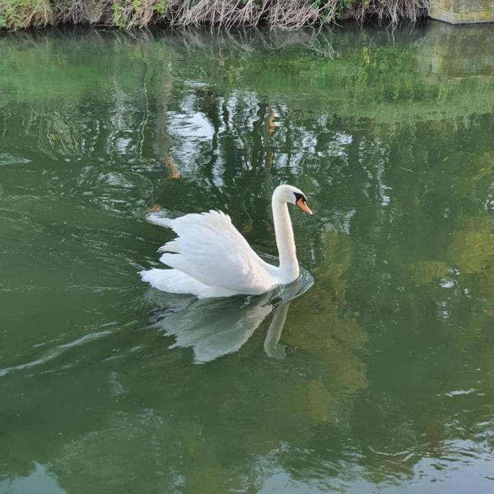 De Vliegende Vlinder Panzió Nederweert Kültér fotó