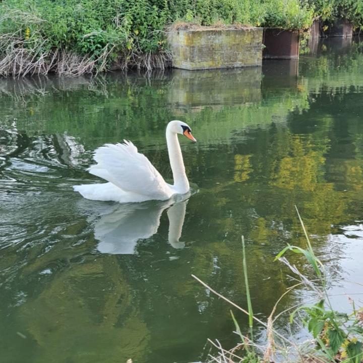 De Vliegende Vlinder Panzió Nederweert Kültér fotó